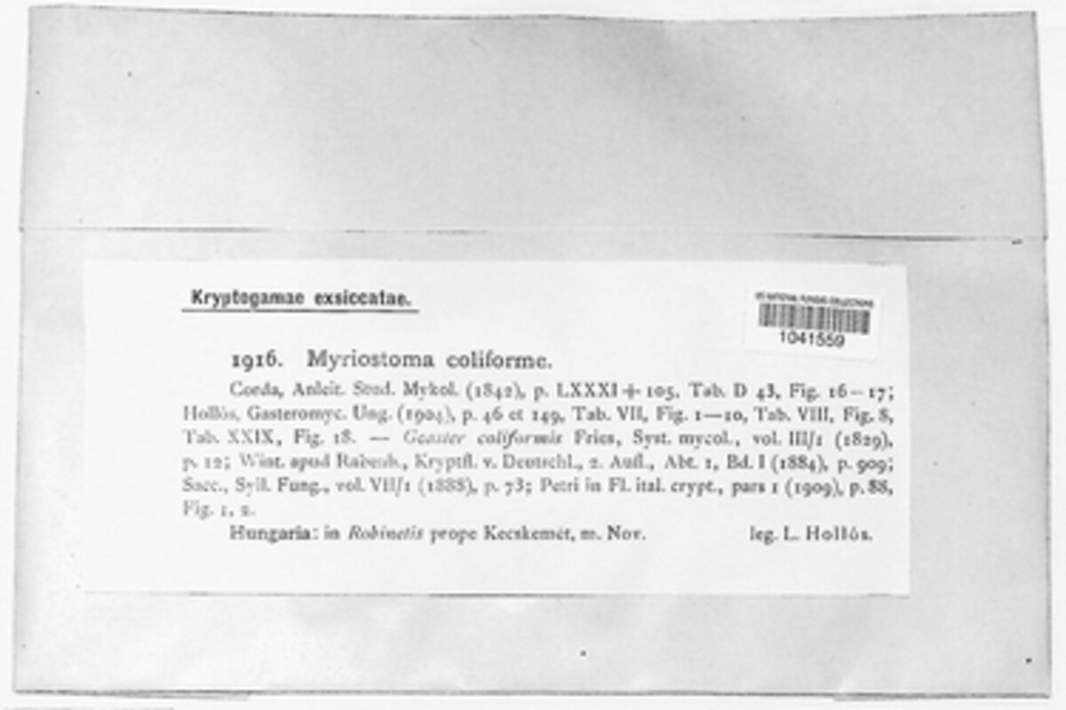 Geastraceae image